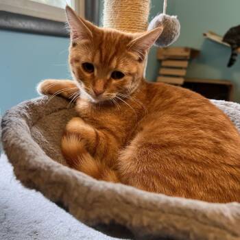 Rescue Domestic Short Hair Cats for Adoption in Mears, Michigan - Marie | PetCurious