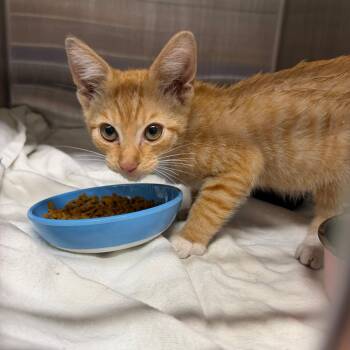 Sean -  Domestic Short Hair Cat for Adoption in Morganton, North Carolina - Sean | PetCurious