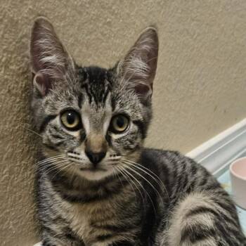 Rescue Domestic Short Hair Cats for Adoption in Santa Ana, California - Johnny | PetCurious