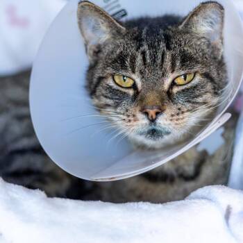 Seven -  Domestic Short Hair Cat for Adoption in Wilmington, Delaware - Seven | PetCurious