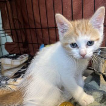 Domestic Short Hair Cats Available for Adoption - Callie And Rosie | PetCurious