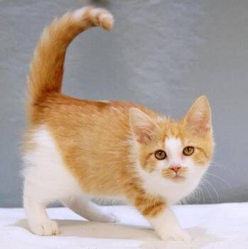 Winkie -  Domestic Medium Hair Cat for Adoption in Maynardville, Tennessee - Winkie | PetCurious