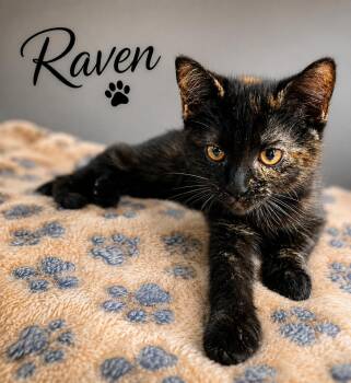 Raven #1 (FCID# 07/07/2026 - 9 West Chester PS) -  Tortoiseshell Cat for Adoption in Greenville, Delaware - Raven #1 (FCID# 07/07/2026 - 9 West Chester PS) | PetCurious