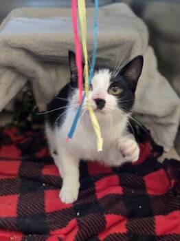 Blep -  Domestic Short Hair Cat for Adoption in Westland, Michigan - Blep | PetCurious