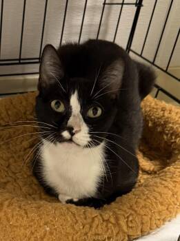 Clocktower -  Domestic Short Hair Cat for Adoption in INDN HBR BCH, Florida - Clocktower | PetCurious