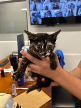 Blossim -  Domestic Long Hair Cat for Adoption in Thousand Oaks, California - Blossim | PetCurious