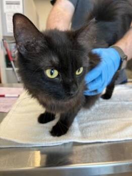 Wilder -  Domestic Long Hair and Domestic Short Hair Cat for Adoption in Lafayette, Indiana - Wilder | PetCurious