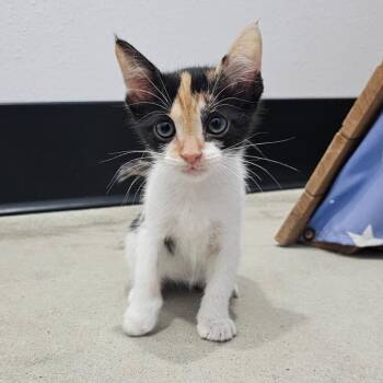 Pie -  Domestic Short Hair Cat for Adoption in Harlingen, Texas - Pie | PetCurious