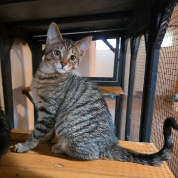 Hannibal -  Domestic Short Hair Cat for Adoption in Royal Oak, Michigan - Hannibal | PetCurious