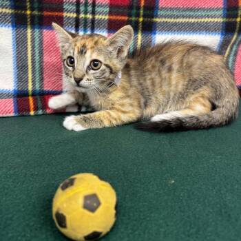 Tally -  Domestic Short Hair Cat for Adoption in Hawthorne, California - Tally | PetCurious