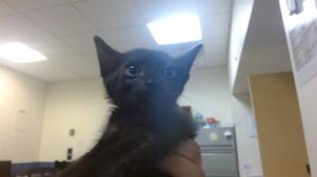 PHANTOM -  Domestic Short Hair Cat for Adoption in Doral, Florida - PHANTOM | PetCurious
