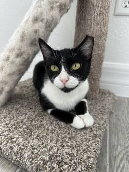 Domestic Short Hair Cats Available for Adoption in Orlando, Florida - GOOSE | PetCurious