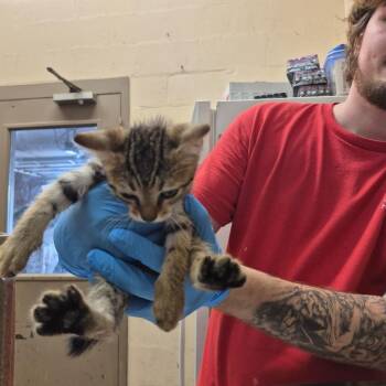 Axel -  Domestic Short Hair Cat for Adoption in Birmingham, Alabama - Axel | PetCurious