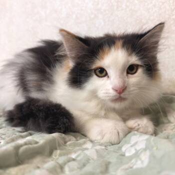 Domestic Long Hair Cats Available for Adoption in Belleville, Illinois - French Toast | PetCurious