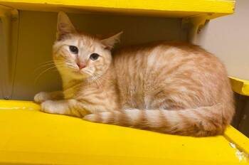 Homer -  Domestic Short Hair Cat for Adoption in Maryville, Missouri - Homer | PetCurious