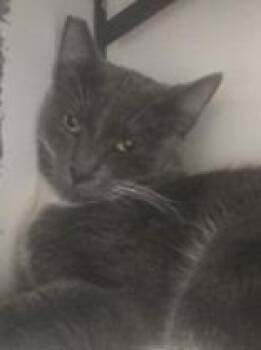 Domestic Short Hair Cats Available for Adoption - Tucker | PetCurious