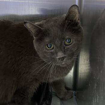 Paul -  Domestic Short Hair Cat for Adoption in Corbin, Kentucky - Paul | PetCurious