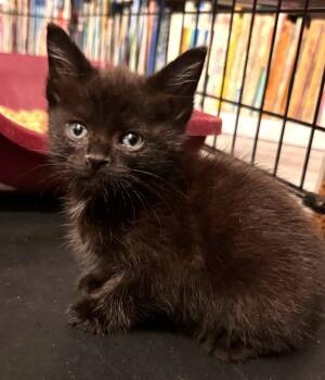Pudge -  Domestic Long Hair Cat for Adoption in Savannah, Georgia - Pudge | PetCurious