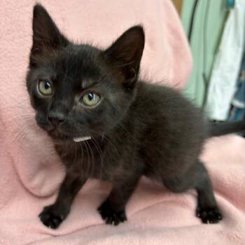 Dino -  Domestic Short Hair Cat for Adoption in West Point, Mississippi - Dino | PetCurious