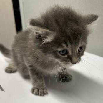 Ragdoll and Domestic Long Hair Cats Available for Adoption in Tampa, Florida - Thomas | PetCurious