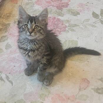 Domestic Medium Hair Cats Available for Adoption in Wyandotte, Michigan - Sammie | PetCurious