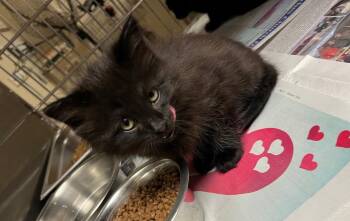Domestic Long Hair Cats Available for Adoption in Nacogdoches, Texas - Hatsu | PetCurious