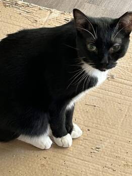 Jasper -  Domestic Medium Hair Cat for Adoption in Gilbert, Arizona - Jasper | PetCurious