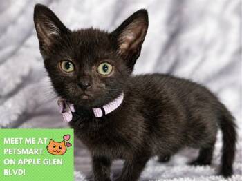 GUPPY -  Domestic Short Hair Cat for Adoption in Fort Wayne, Indiana - GUPPY | PetCurious