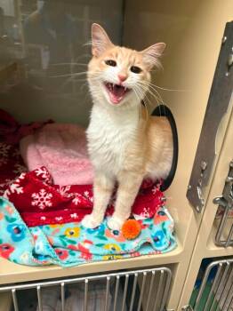 Plum -  Domestic Medium Hair Cat for Adoption in Rochester, New Hampshire - Plum | PetCurious