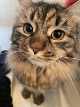 Rescue Domestic Medium Hair Cats for Adoption in Bridgewater, New Jersey - Mama Mia | PetCurious