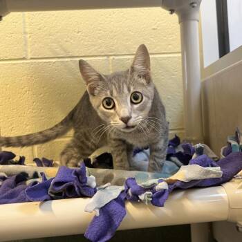 Neville -  Domestic Short Hair Cat for Adoption - Neville | PetCurious