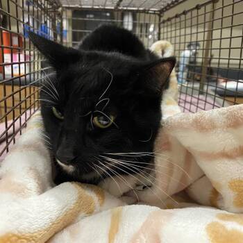 A612404 -  Domestic Short Hair Cat for Adoption in Modesto, California - A612404 | PetCurious