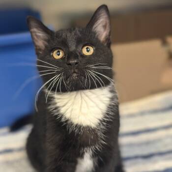 Biscuit -  Domestic Short Hair Cat Available for Adoption in Columbus, Ohio - Biscuit | PetCurious