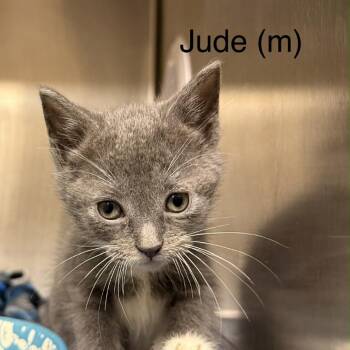 Domestic Short Hair Cats Available for Adoption in New York, New York - Jude | PetCurious