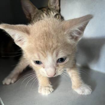 Koda -  Domestic Short Hair Cat for Adoption in Sarasota, Florida - Koda | PetCurious