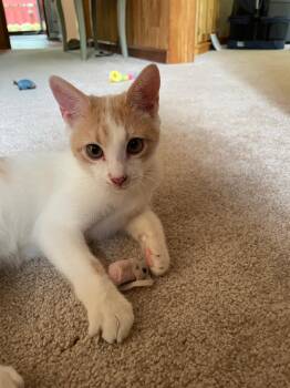 Reggie (bonded with Ricky) -  Domestic Short Hair Cat for Adoption in Sandy Springs, Georgia - Reggie (bonded With Ricky) | PetCurious