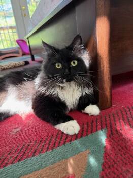 Ciciley -  Domestic Long Hair Cat for Adoption in New Milford, Connecticut - Ciciley | PetCurious