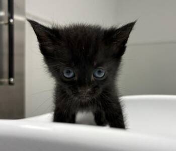 Pen 2 Eeyore -  Domestic Short Hair Cat for Adoption in Lawrenceville, Georgia - Pen 2 Eeyore | PetCurious