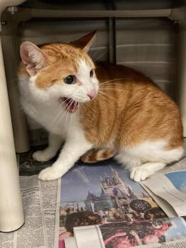 Domestic Short Hair Cats Available for Adoption - REBEL | PetCurious