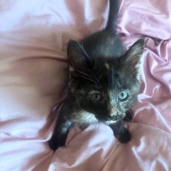Domestic Short Hair Cats Available for Adoption in Powdersville, South Carolina - Ember | PetCurious