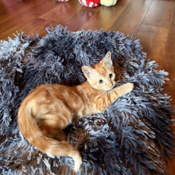 Rio -  Domestic Short Hair Cat for Adoption in Alexandria, Louisiana - Rio | PetCurious