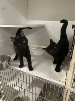 Rescue Domestic Short Hair Cats for Adoption in Duluth, Minnesota - Jingle | PetCurious