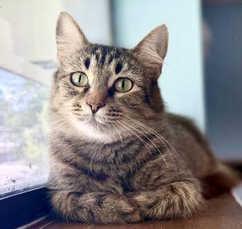 Enoki -  Domestic Long Hair Cat for Adoption in Covington, Louisiana - Enoki | PetCurious