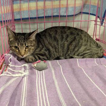 Minnie (bonded with Chispa) -  Domestic Short Hair Cat for Adoption in Reisterstown, Maryland - Minnie (bonded With Chispa) | PetCurious