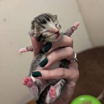 Rescue Domestic Short Hair Cats for Adoption in Milford, Iowa - Lily | PetCurious