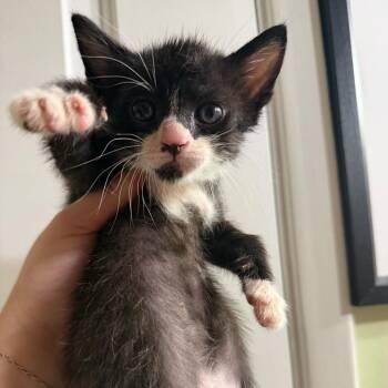 Steven Toast -  Domestic Short Hair Cat for Adoption in Escondido, California - Steven Toast | PetCurious