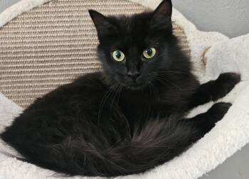 Rescue Domestic Long Hair Cats for Adoption in Washburn, Wisconsin - Sonora | PetCurious