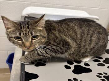 Domestic Short Hair Cats Available for Adoption in Derwood, Maryland - JESSA | PetCurious