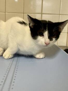 Domestic Short Hair Cats Available for Adoption in San Antonio, Texas - Fig | PetCurious