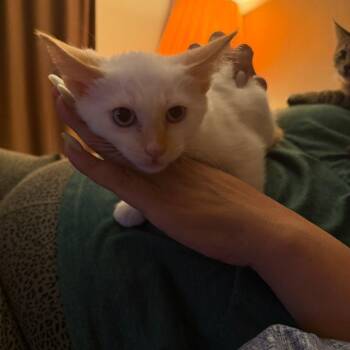 Snowball -  Domestic Short Hair and Siamese Cat for Adoption in Hemet, California - Snowball | PetCurious